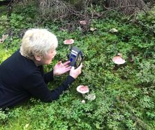 Linda fotar rosa svampar.